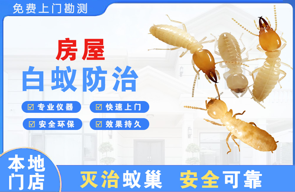 武穴房屋白蚁防治